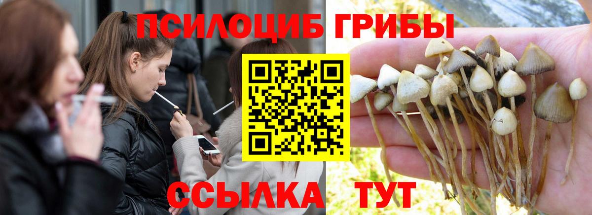 Галлюциногенные грибы Psilocybine cubensis  Вход с VPN  Новосибирск 